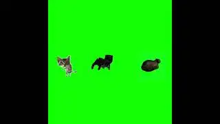 Pipipi sings Nani and Ethel a Song #nani #meme #dog #cat #animals #ethel #pipipi #cute #funny #memes