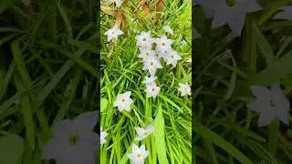 #japan #wildflowers #nature #amazingjapan🇯🇵