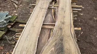 Slabbing a walnut log to reveal gorgeous figuring