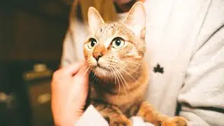OKOJO「猫舌」Music Video