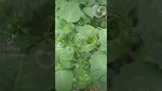 Green Steel Soul nature