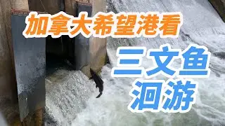 加拿大希望港看鮭魚洄遊|加拿大希望港看三文鱼洄游