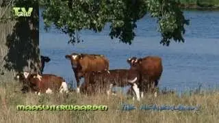 Maasuiterwaarden - Brandrode koeien