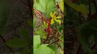 Okra flowers grown in Ontario #garden #gardening #okra #Ontariogarden