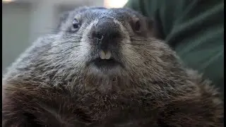 Staten Island Chuck's Groundhog Day prediction history