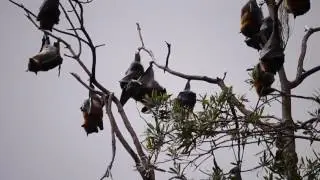 Bats on tree at night