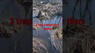 Great beaver location  3 traps 3 beaver #BeaverTrapping #TrapNation #Duke330 #Trapping #Trapper #fur