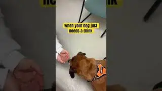 vet visit with a thirsty dog #pets #reacuedog #love #vet #family #shorts #youtubeshorts #best