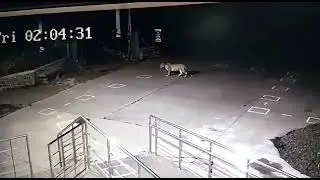 Tigers spotted at Ajanta caves early morning cctv footage #AUThackeray #MahaForest