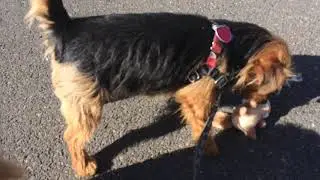 Feisty dog February techniques for helping reactive dogs