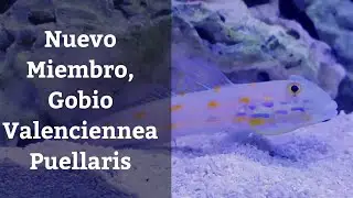 🔵 Gobio Valenciennea Puellaris (Acuarios MB)