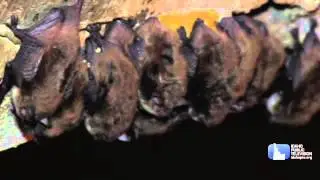 Science Trek: Bats short