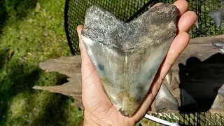 XXXL Wide Meg Tooth Found!