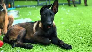 🐕 Strong Belgian Malinois Guarding Instincts #BelgianMalinois 