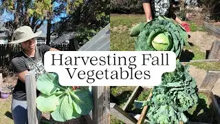 Fall Harvest Time! | Picking Fresh Vegetables From Our Backyard Garden | Black Fit Gardeners