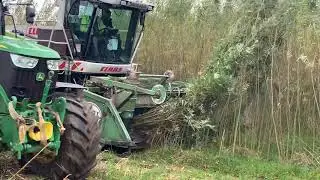 Claas Jaguar 900 Willow harvesting