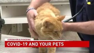 Mobile veterinarian says cats can catch COVID-19, no cases of cat-to-human transmission- NBC 15 WPMI