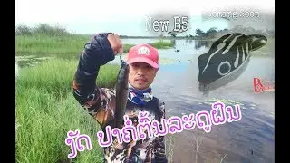 EP1#ເປີດໂຕB5 Lure Frog jump for Fishing snakehead fish# ຕຶກປາຄໍ່ ສະໄຕສບັກຕະຫຼອດ
