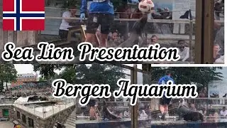 Sea Lion Presentation in Aquarium Bergen,Norway/Sj&oslash;l&oslash;vepresentasjon-Akvariet i Bergen,Norway