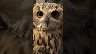 Owl loves its owner #animal #pets #owl