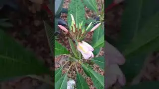 my red jasmine plant is looking right  nice.and clean blooms going to be amazing 🤩