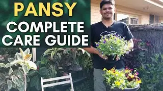 Pansy Plant Complete Care Guide | Easiest Way to Attract Butterflies in Your Garden!