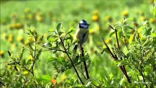 Bl&aring;mes. Eurasian blue tit.