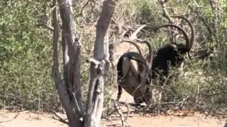 Sable antelopes fighting