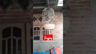 Trucukan, jogjog, jrogjog, #shorts #birds #kicaumania