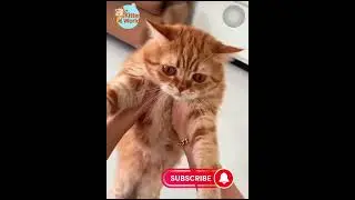 #kittenworld #catshorts #kittens #cuteanimals #funnycats #cutecats #meow #catsoftiktok #kitten #cat