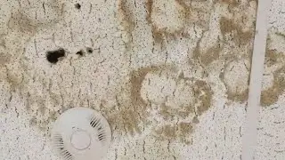 Mold damage at Hannah Caldwell Elementary School prompts relocation