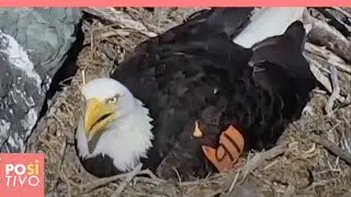 Un'aquila calva protegge da sola le sue uova dal feroce attacco dei corvi