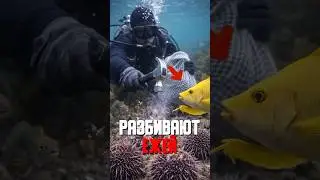 Самый странный союз в природе!