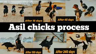Chicken Breading Process | Laing Eggs To Growing 300 days  aseel chicks transformation from...