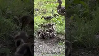 Mama duck 🦆 & her ducklings 🐥 #cute #wild #ducks #quebec #canada #wildlife #shorts #nature