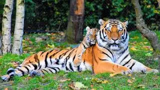 BEST VIDEO OF TIGER || HIGH QUALITY AND RARE PHOTOS OF TIGER