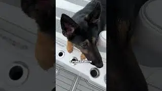 My Dogs First Time on a Boat 🐾