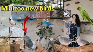 Minizoo birds video || how to make pigeon house || minizoo new vlog 😍 #minizoo