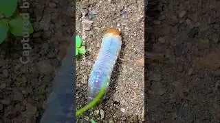 White Grub Worm⚪🟠(Phyllophaga larvae)&mdash;#shorts #whitegrubs #grubworm #greenvibrant #asmr #soilworm