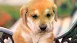 My Cute Puppy