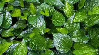 Betel Plant Benefits, Uses, and Facts #videos #betelleaves #herbs #medicinalherbs @Plants-World