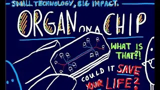 What is an Organ on a Chip?! OoC〡 Breakthrough Junior Challenge 2025