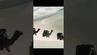 #Camel ke pair#blog#short video# viral video lambe lambe camel#