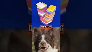 👆 Full video | 🐶 Canine Lifespan Breakthrough 🐾
