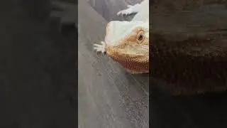 My honest reaction: #beardie #beardeddragon #lizard #cute #shorts