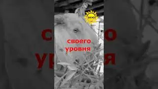 это очень ВАЖНО#shorts #shotrs #shortsvideoviral #shortsvideo #shotr