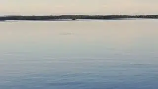 Lax V&auml;ttern jagar Spigg.