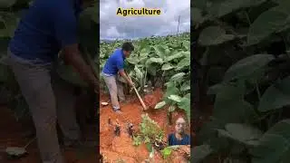 Harvesting fresh eddoes! #satisfying #agriculture #farming