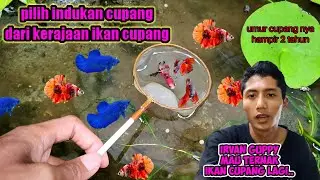 mengawinkan ikan cupang 