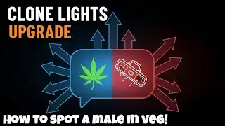 Clone Mistakes Happen | Male Pre-Flower & Lighting Fix (Clone to Harvest Ep. 2)